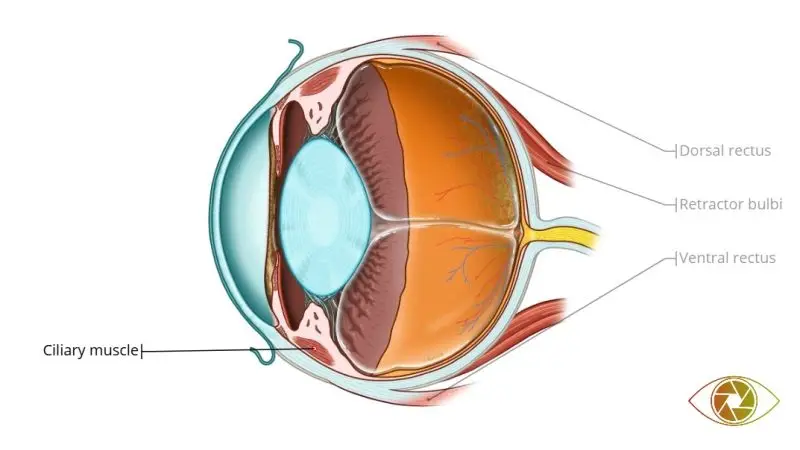 ciliary eye muscle
